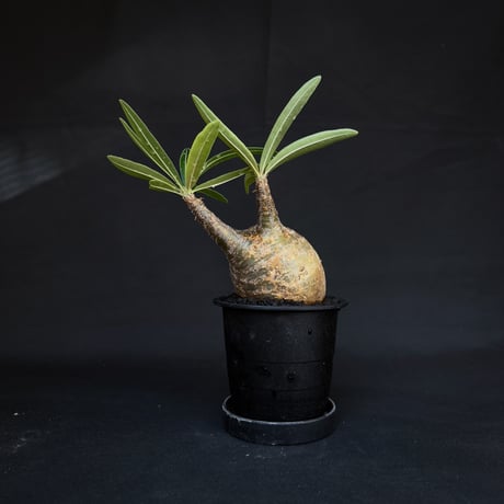 Pachypodium rosulatum var. gracilius / パキポディウム グラキリス 【発根済】