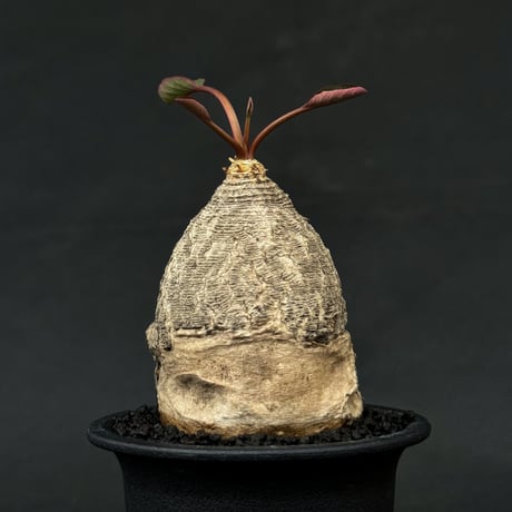 Euphorbia sp. / ユーフォルビア sp. 【発根済】