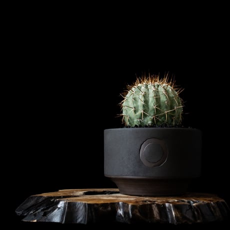 【QUTOTEN. コラボ商品】Copiapoa cinerea var. columna-alba / コピアポア コルムナアルバ 孤竜丸 白棘【実生】+ 利休 -RIKYU-