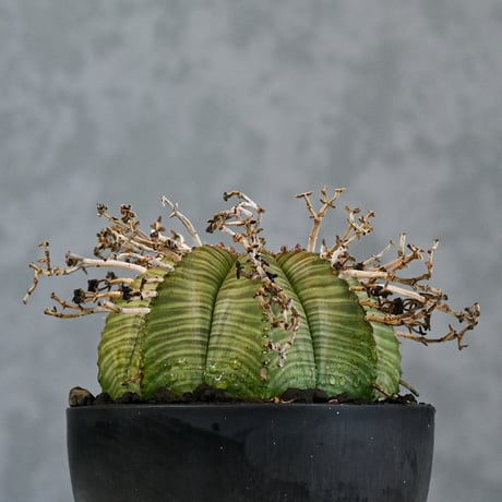 Euphorbia valida / ユーフォルビア バリダ 【自根】