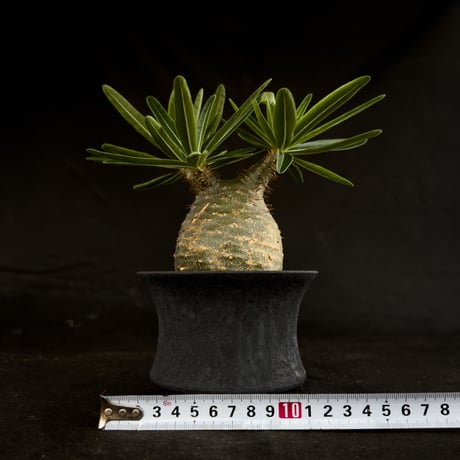 【Premium Line】 Pachypodium rosulatum var. gracilius / パキポディウム グラキリス 【微発根】+ 黒鉄【KUROGANE】