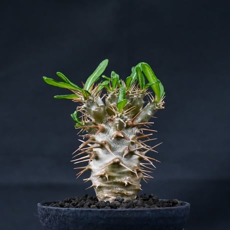 Pachypodium ambongense / パキポディウム アンボンゲンセ 【実生】 + 信楽焼
