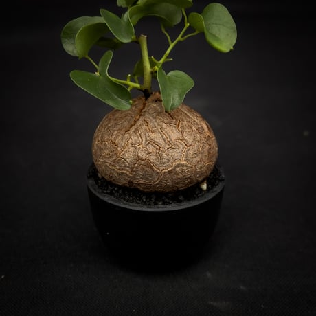 Dioscorea elephantipes / ディオスコレア エレファンティペス【 アフリカ 亀甲竜 】