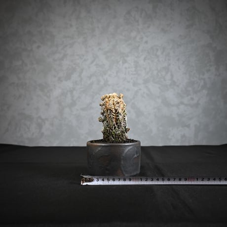 Astrophytum myriostigma f. monstrosa / アストロフィツム 子吹き鸞鳳玉 石化 (モンストローサ) (ランポー)【実生】 + 信楽焼