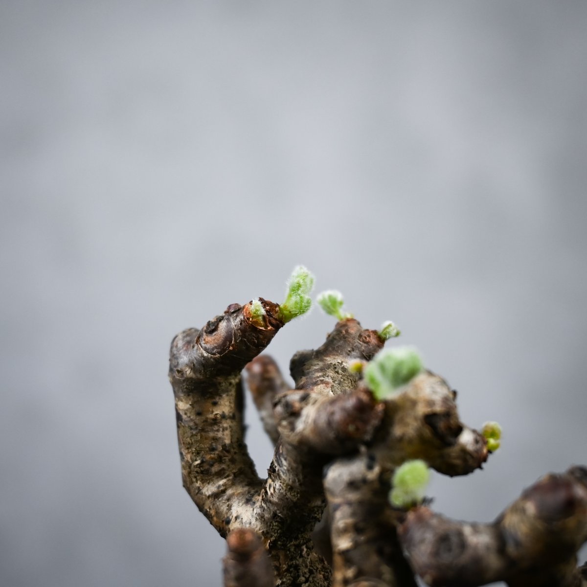 Pelargonium mirabile / ペラルゴニウム ミラビレ 【枝挿】【微発根】 |