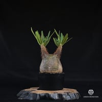 Pachypodium rosulatum var. gracilius / パキポディウム グラキリウス (グラキリス)【微発根】