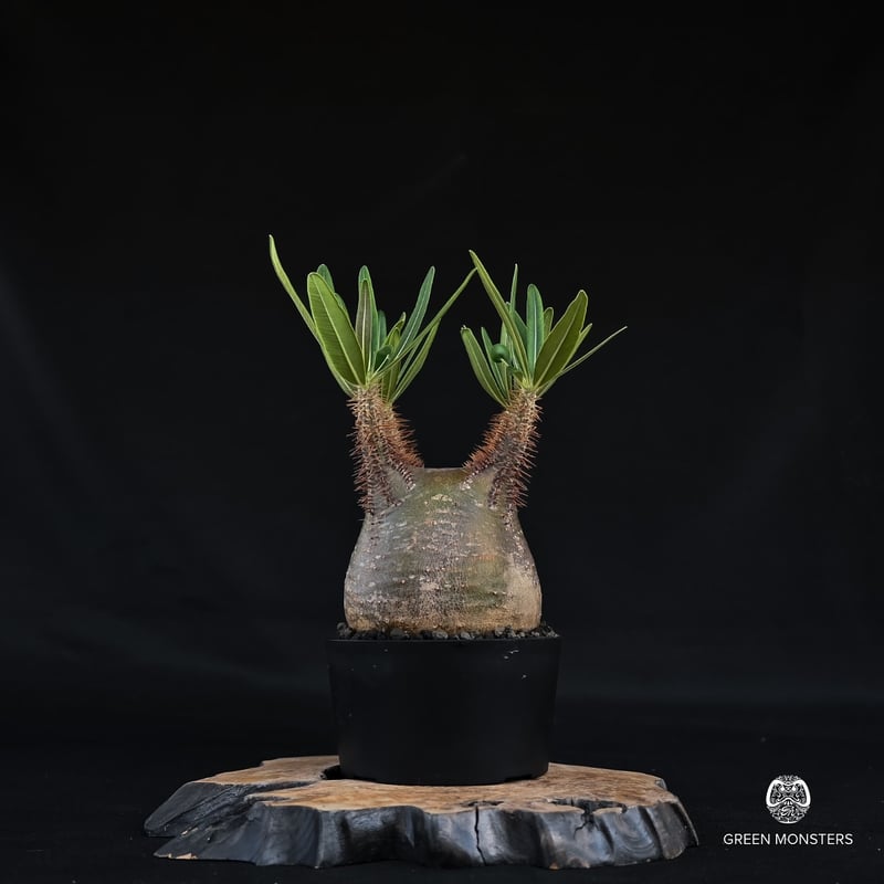 GIRUVI Pachypodium Gracilius グラキリス no.12277