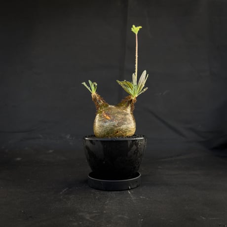 【選抜】 Pachypodium rosulatum var. gracilius / パキポディウム グラキリス 【微発根】