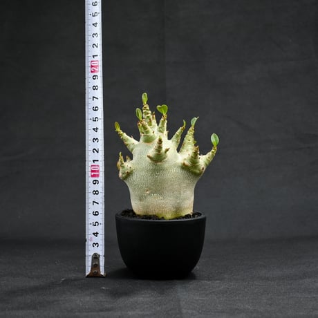 Adenium arabicum super dwarf / アデニウム アラビカム スーパードワーフ【微発根】