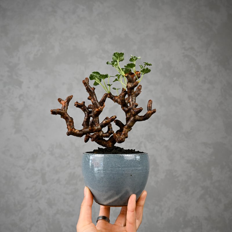 Pelargonium mirabile / ペラルゴニウム ミラビレ 【枝挿】 + 信楽焼