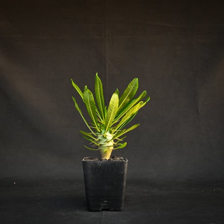 Pachypodium ambongense / パキポディウム アンボンゲンセ 【実生】