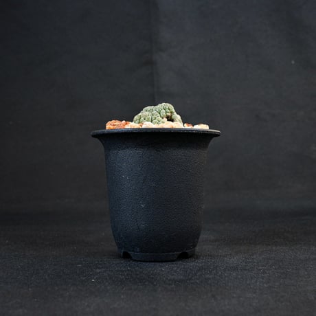 Larryleachia cactiformis / ラリレアキア カクティフォルメ 仏頭玉【発根済】