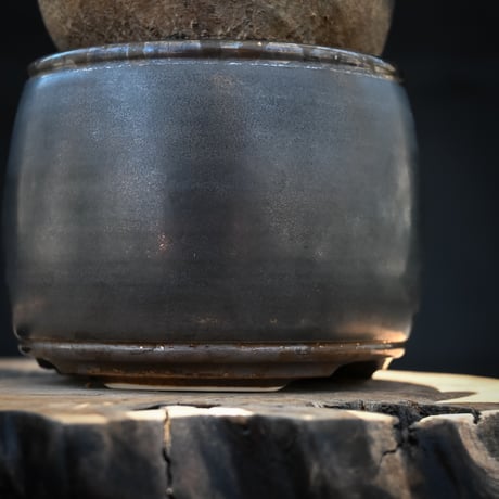 【Premium Line】 Pachypodium rosulatum var. gracilius / パキポディウム グラキリス 【発根済】 + Vintage 【後藤 瑞葉】