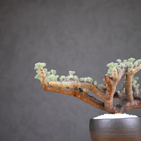 Monsonia multifida  (Sarcocaulon multifidum) / モンソニア ムルチフィダ (サルコカウロン ムルチフィズム) 【発根済】  + 信楽焼