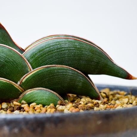【PL】Sansevieria rorida / サンセベリア ロリダ 微斑入り + 信楽焼 (発根済) (サンスベリア)