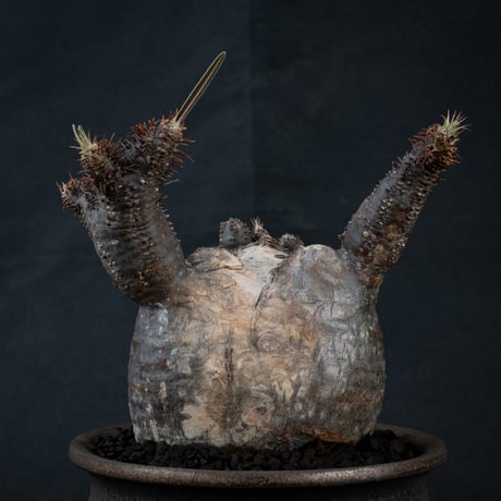【Premium Line】 Pachypodium rosulatum var. gracilius / パキポディウム グラキリス 【微発根】 + Pleasure 【Wild Heaven】