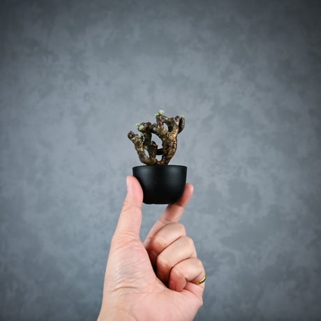 Pelargonium mirabile / ペラルゴニウム ミラビレ 【枝挿】【微発根】