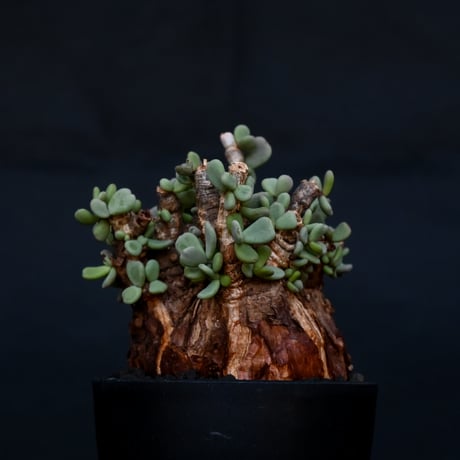 Ceraria pygmaea / ケラリア ピグマエア 【発根済】 [雌雄未判別]
