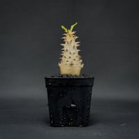 Pachypodium bicolor / パキポディウム ビカラー (バイカラー)【実生】