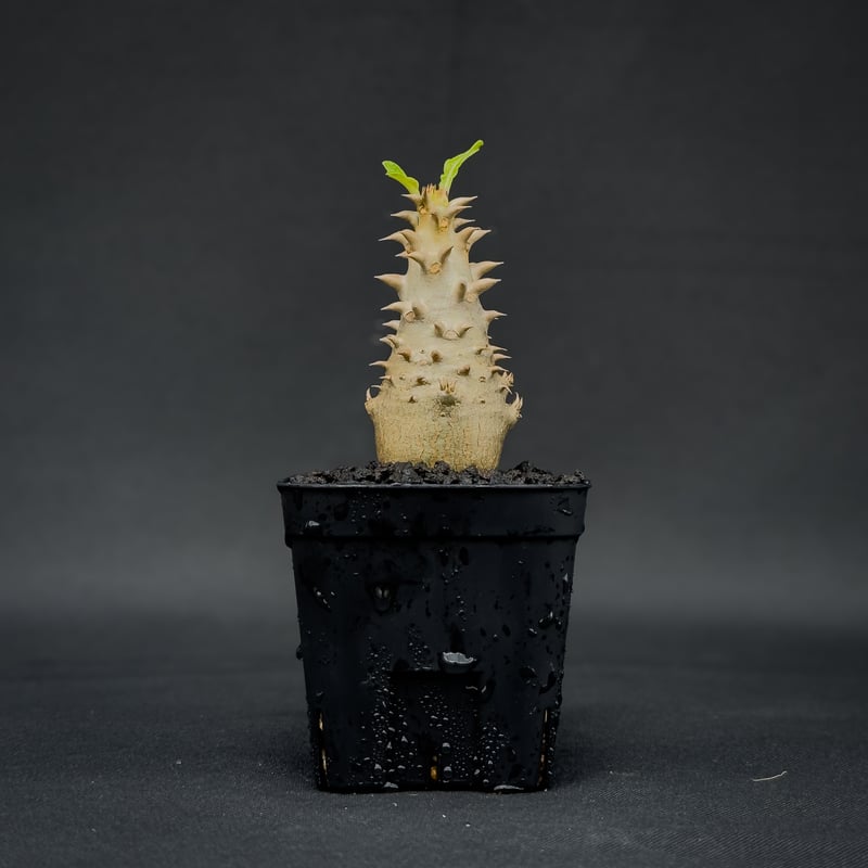 Pachypodium bicolor / パキポディウム ビカラー (バイカラー