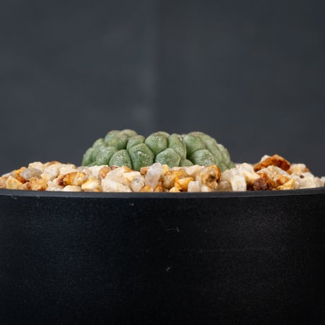 Larryleachia cactiformis / ラリレアキア カクティフォルメ 仏頭玉【発根済】