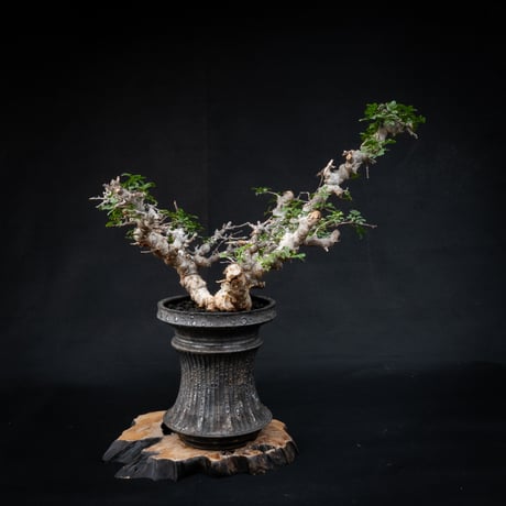【Premium Line】 Commiphora sp. somalia " Eyl " / コミフォラ エイル 【発根済】 + 【小野瀬 一】