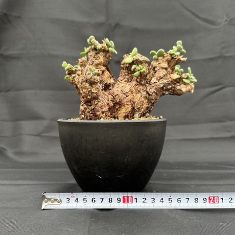 Ceraria pygmaea / ケラリア ピグマエア (微発根) [雌雄未判別]