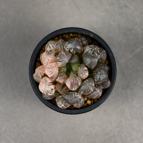 Haworthia cooperi var. truncata 'Maihime' / ハオルチア 特ダルマ型 オブツーサ 錦 舞姫