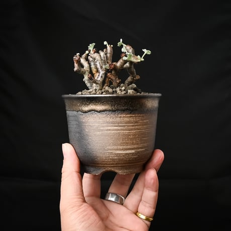 Pelargonium mirabile / ペラルゴニウム ミラビレ (二本差) 【発根済】 + 信楽焼