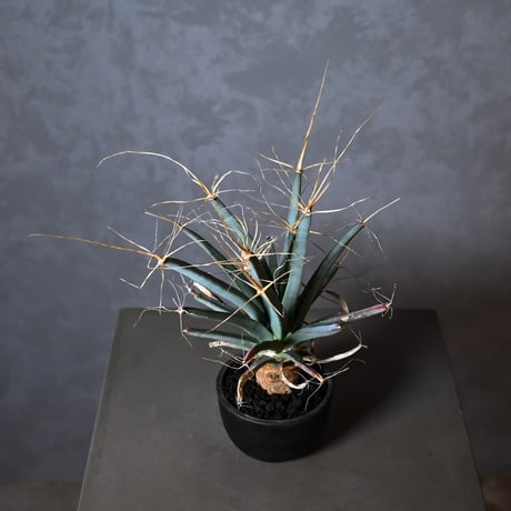 Leuchtenbergia principis / レウクテンゲルギア プリンキピス 晃山【実生】