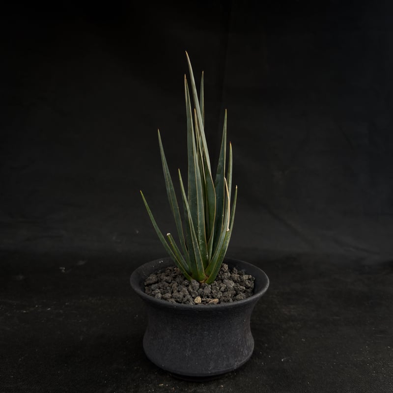 Premium Line】Dracaena cinnabari / ドラセナ シナバリ 【発