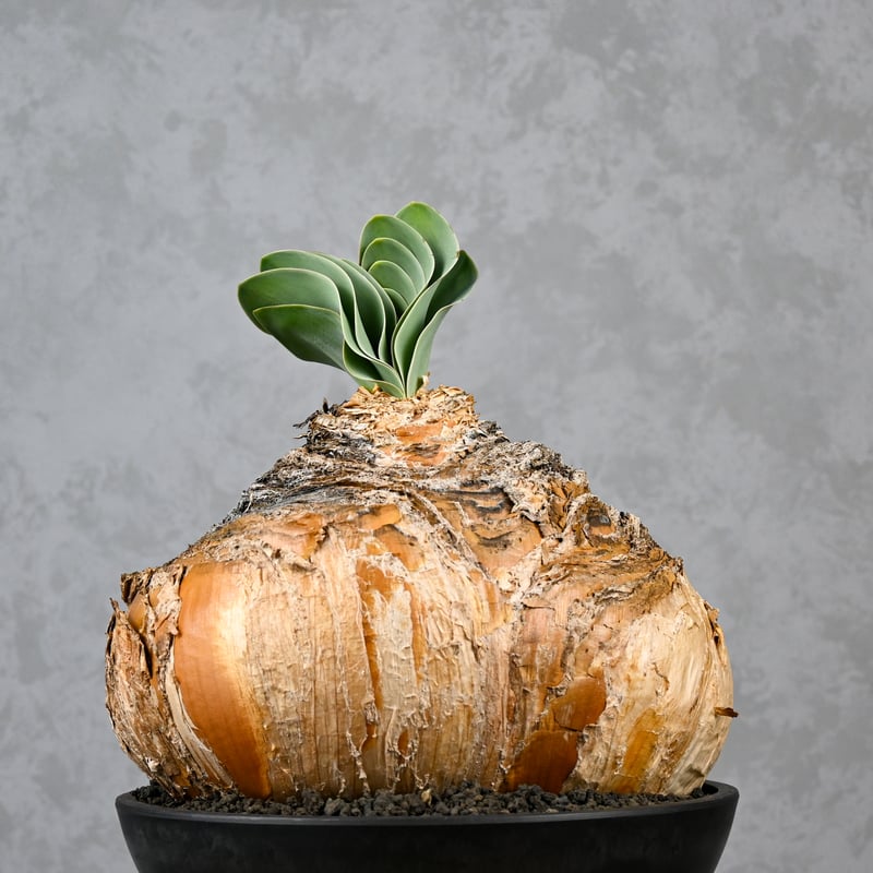 ブーファン・ハエマンソイデス　発根済　休眠中 Boophane haemanthoides / ブーファン ハエマンソイデス 【発根済】 |