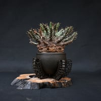 Euphorbia fusca / ユーフォルビア フスカ 【発根済】 + 金釉透彫五翼鉢 後藤瑞葉氏 作