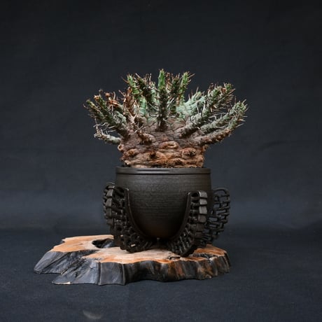 Euphorbia fusca / ユーフォルビア フスカ 【発根済】 + 金釉透彫五翼鉢 後藤瑞葉氏 作