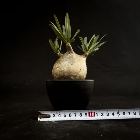 Pachypodium rosulatum var. gracilius / パキポディウム グラキリス 【微発根】