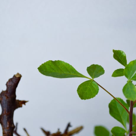 【PL】Commiphora kataf ver. turkanensis / コミフォラ カタフ ターカネンシス + 信楽焼 (微発根)