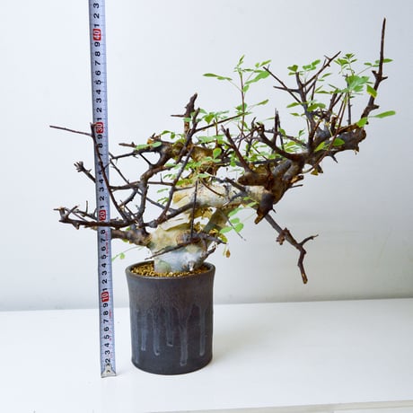 【PL】Commiphora kataf ver. turkanensis / コミフォラ カタフ ターカネンシス + 信楽焼 (微発根)