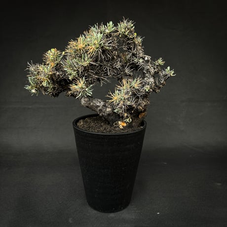 Othonna euphorbioides / オトンナ ユーフォルビオイデス 【発根済】