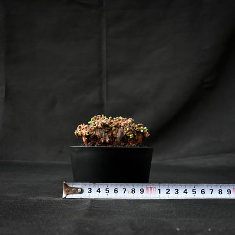 Ceraria pygmaea / ケラリア ピグマエア 【発根済】 [雌雄未判別]