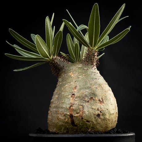Pachypodium rosulatum var. gracilius / パキポディウム グラキリス 【微発根】