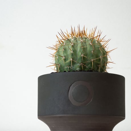 【QUTOTEN. コラボ商品】Copiapoa cinerea var. columna-alba / コピアポア コルムナアルバ 孤竜丸 白棘【実生】+ 利休 -RIKYU-