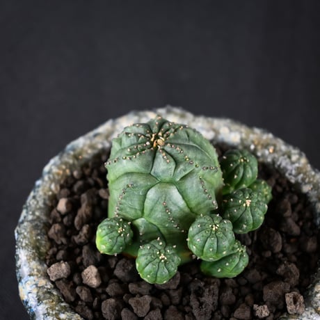 Euphorbia obesa hyb ’ Bonten ’ f. monstrosa  / ユーフォルビア オベサ 梵天 石化 【実生】 + 信楽焼