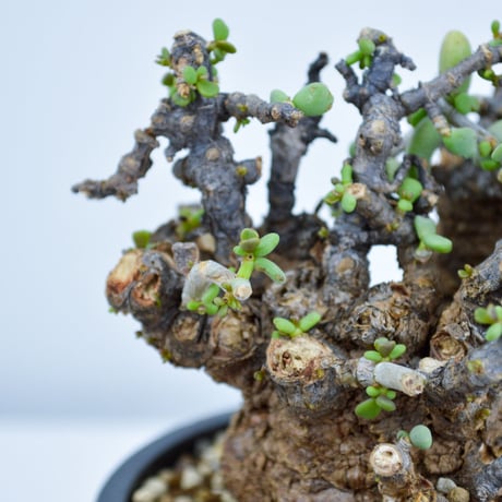 Ceraria pygmaea / ケラリア ピグマエア (発根済) [雌雄未判別]