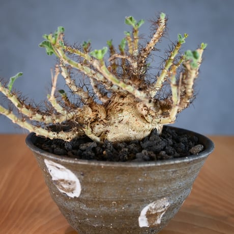 Jatropha marginata / ヤトロファ マルギナータ 【発根済】+ 信楽焼
