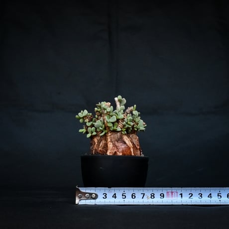 Ceraria pygmaea / ケラリア ピグマエア 【発根済】 [雌雄未判別]