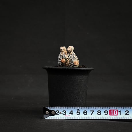 Astrophytum myriostigma f. monstrosa / アストロフィツム 子吹き鸞鳳玉 石化 (モンストローサ) (ランポー)【カキ仔】【自根】
