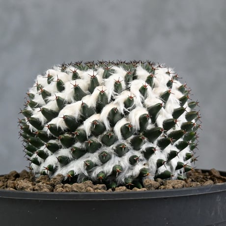 Mammillaria sempervivi v. caput-medusae  / マミラリア 景清 【自根】