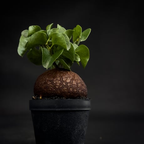 Dioscorea elephantipes / ディオスコレア エレファンティペス【 アフリカ 亀甲竜 】