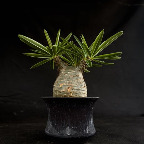 【Premium Line】 Pachypodium rosulatum var. gracilius / パキポディウム グラキリス 【微発根】+ 黒鉄【KUROGANE】