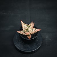 Aloe hybrid / アロエ ハイブリッド【微発根】